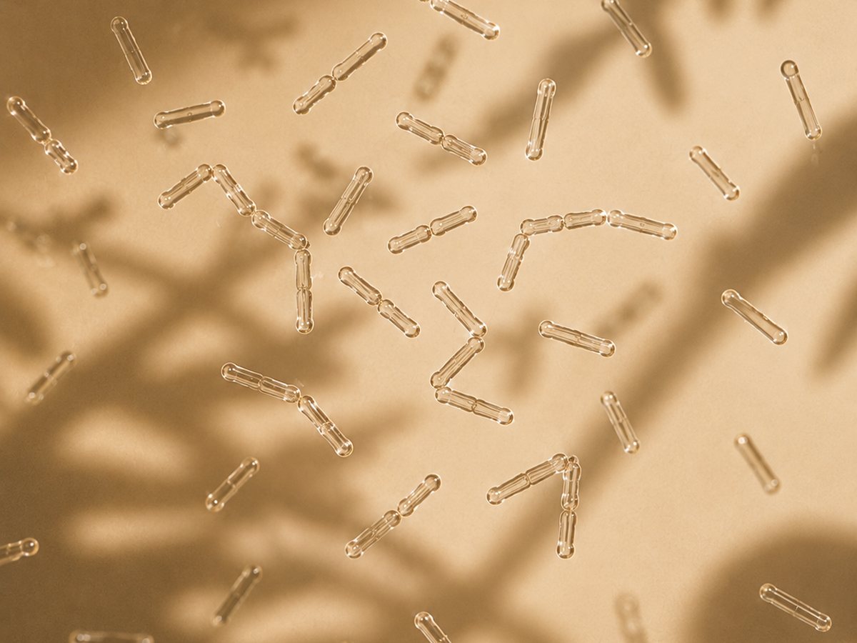 Glass rod and chain forms of Lactobacillus cells scattered on a warm golden ground with soft leaf shadows