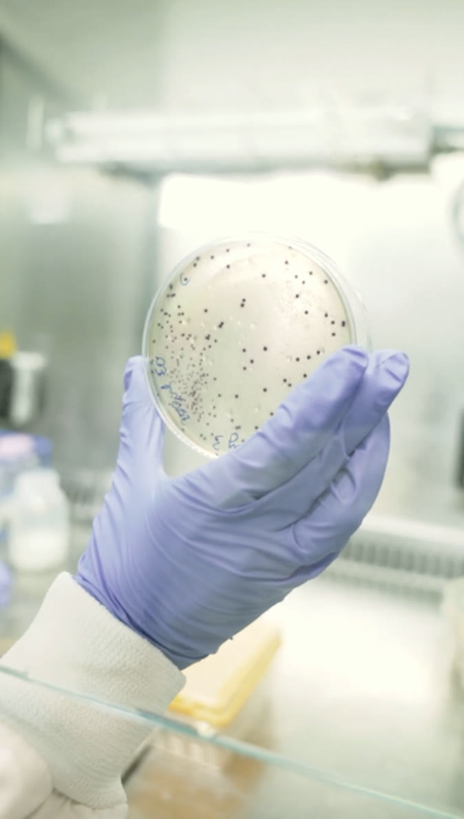A gloved hand holding a culture plate of bacterial colonies up to the light in the lab